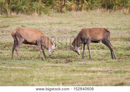 Red Deer Stag
