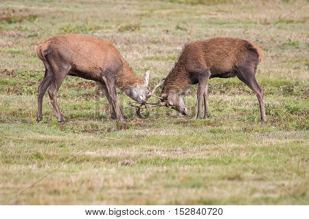 Red Deer Stag