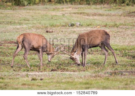 Red Deer Stag