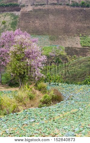 Cherry Blossom Thai's Sakura at Phu Tabberk Phetchabun Thailand