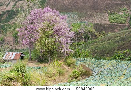 Cherry Blossom Thai's Sakura at Phu Tabberk Phetchabun Thailand