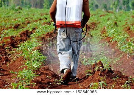 farmer spraying pesticide in the cassava field