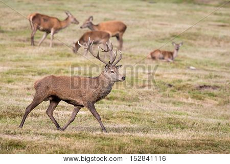 Red Deer Stag