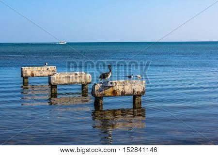 Brown pelicans and birds of other species, they rest on a piece of old concrete pier in the sea in Key West. The brown pelicans are common in Florida.