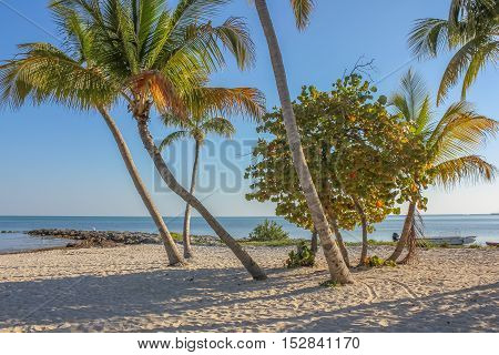 Coconut palms at Rest Beach in Key West, Florida, United States. Rest Beach is located next to Higgs Beach.