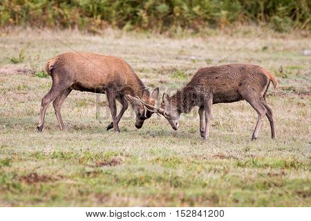 Red Deer Stag