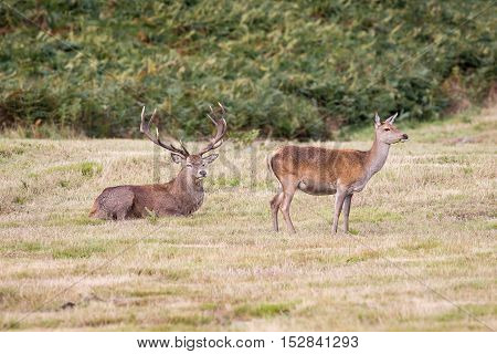 Red Deer Stag