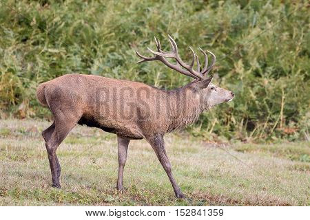 Red Deer Stag