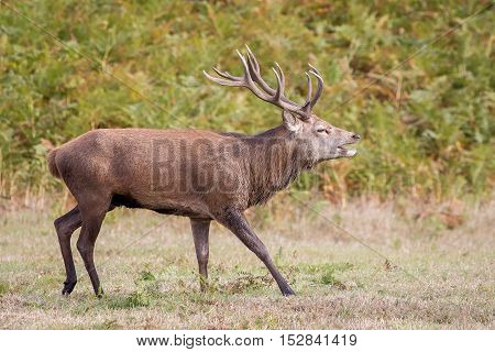 Red Deer Stag