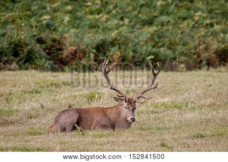 Red Deer Stag