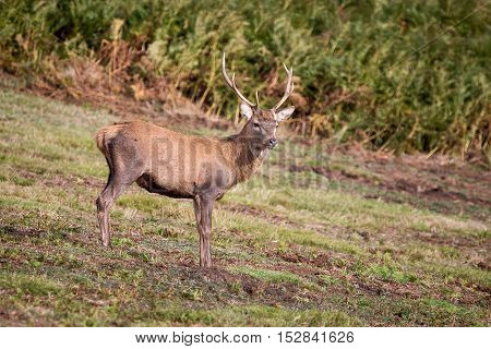 Red Deer Stag