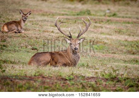 Red Deer Stag