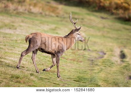 Red Deer Stag