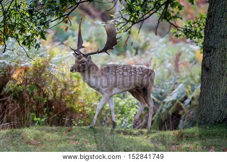 Fallow Deer Buck88