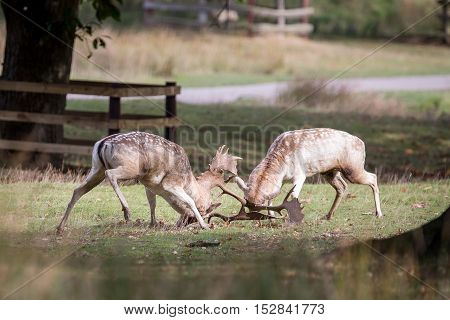 Fallow Deer Bucks Fighting