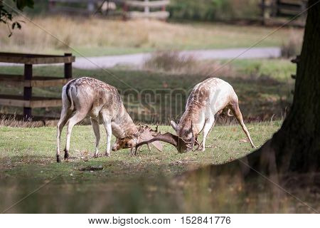 Fallow Deer Bucks Fighting