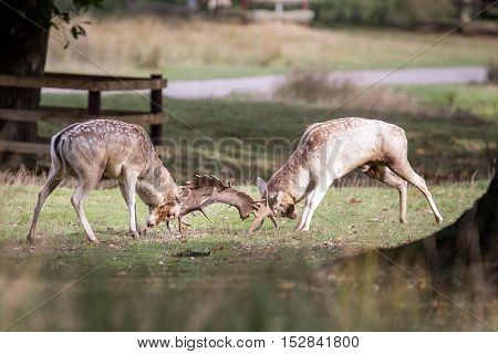 Fallow Deer Bucks Fighting