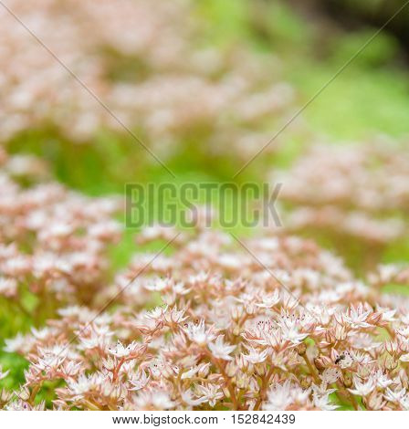 Many white small flowers in top view of meadow. Summer background.