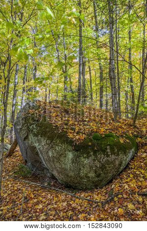 Large Precambrian Boulder In A Fall Forest - Ontario, Canada