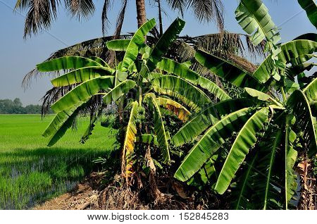 Saraburi Thailand - January 8 2013: A grove of banana trees some with clusters of ripening fruits next to a flooded rice paddy on a Thai farm