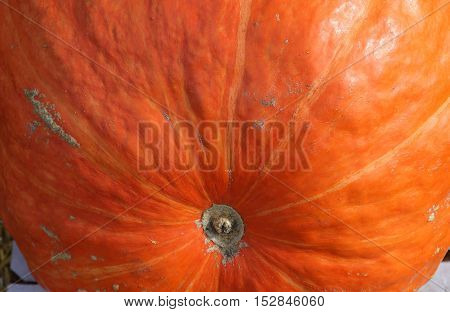 Squashs In A Market, Montreal, Quebec, Canada