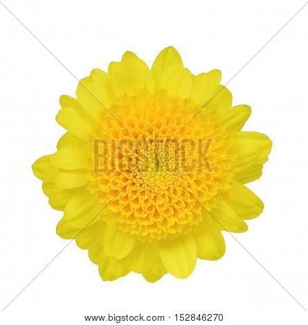 Yellow flower isolated on the white background