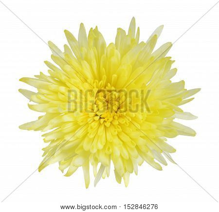 Yellow flower isolated on the white background