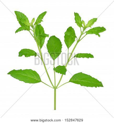 fresh sweet Basil isolated on white background