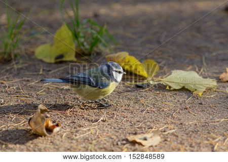 bluetit on the ground with fallen autumn leaves
