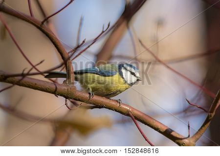 portrait of bluetit on a branch closeup