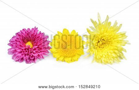 Pink yellow and Purple Flower Isolated on White