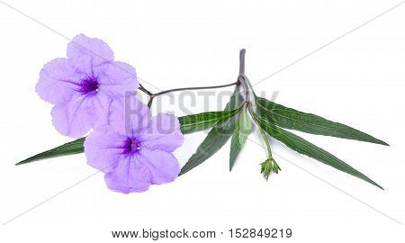 purple flower isolated on a white background