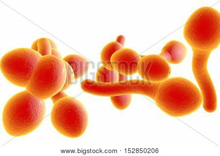 3D illustration of fungi Candida albicans which cause candidiasis, thrush, on colorful background. Pathological fungus or yeast