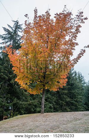Golden fall colors are on display on this tree in Burien Washington.