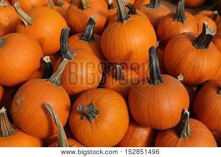 Squashs In A Market, Montreal, Quebec, Canada