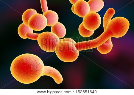 3D illustration of fungi Candida albicans which cause candidiasis, thrush, on colorful background. Pathological fungus or yeast