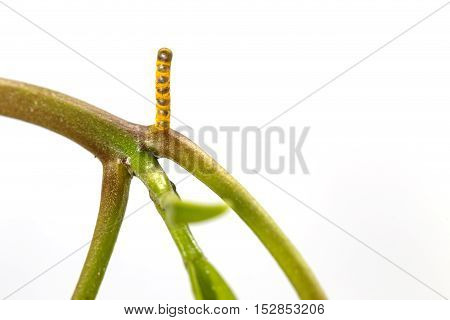 Eggs Of Banded Swallowtail Butterfly (papilio Demolion) On Host Plant