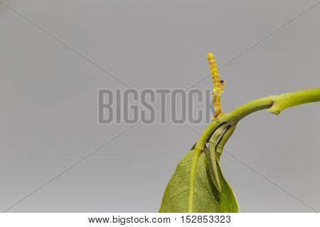 Caterpillars Eating Their Eggs Shell Of Banded Swallowtail Butterfly (papilio Demolion)