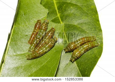 Mature 4Th Instar Caterpillars Of Banded Swallowtail Butterfly (papilio Demolion)