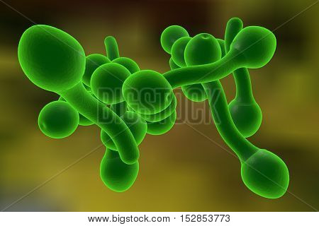 3D illustration of fungi Candida albicans which cause candidiasis, thrush, on colorful background. Pathological fungus or yeast