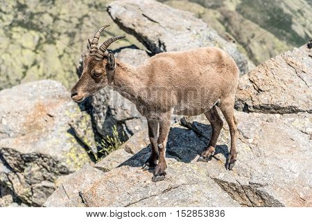 Ibex on top of the rocks. Capra pyrenaica. Regional Reserve Sierra de Gredos Avila.