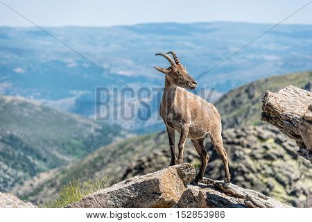 Ibex on top of the rocks. Capra pyrenaica. Regional Reserve Sierra de Gredos Avila.