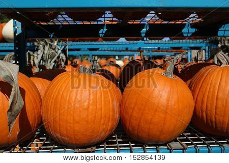 Squashs In A Market, Montreal, Quebec, Canada