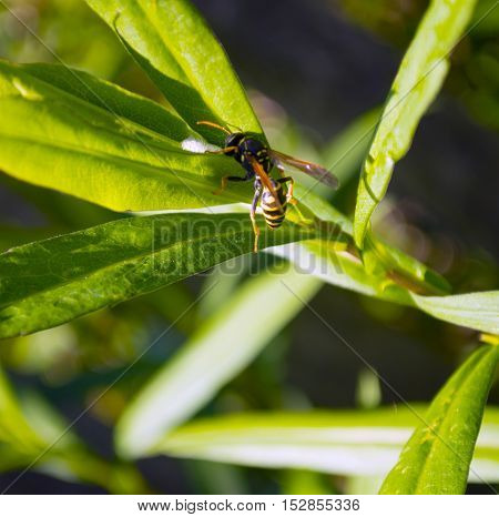 Wasp closeup on green grass, on the sun