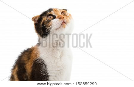 cattery, coat, color, ears, eyes, feline, female, fluffy Scottish cat on a white background