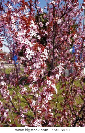 Frühling