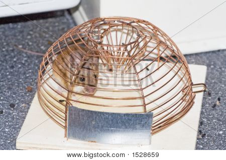 Mouse intrappolato