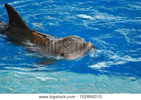 Cute bottlenose dolphin grinning for the camera.