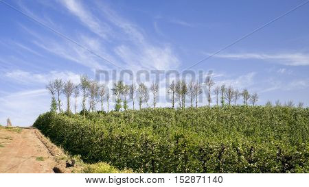 Pear Plantation Against Blue Sky