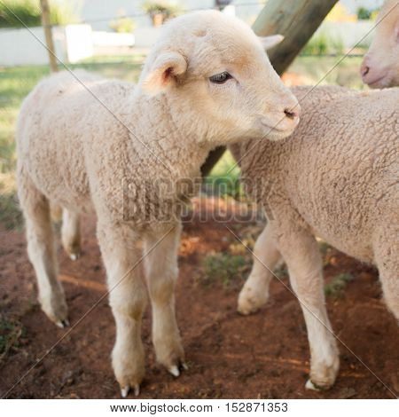 Newly Born Lamb In Pen